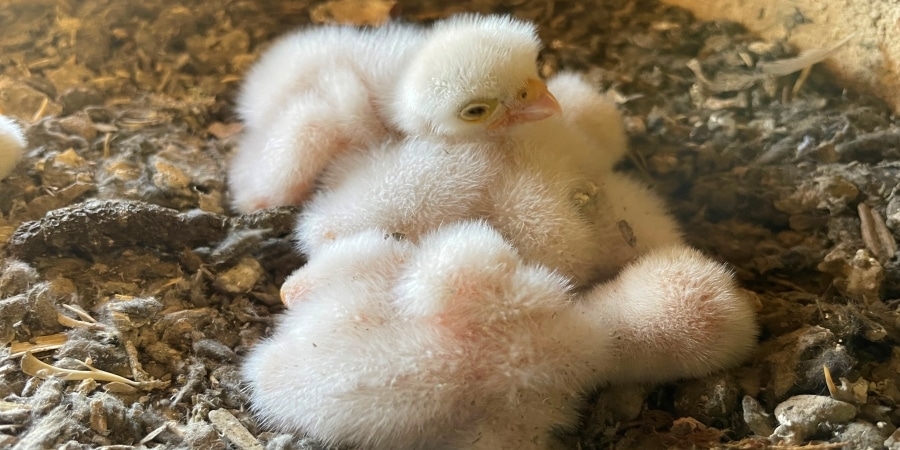 Drei Turmfalkenküken im Nest