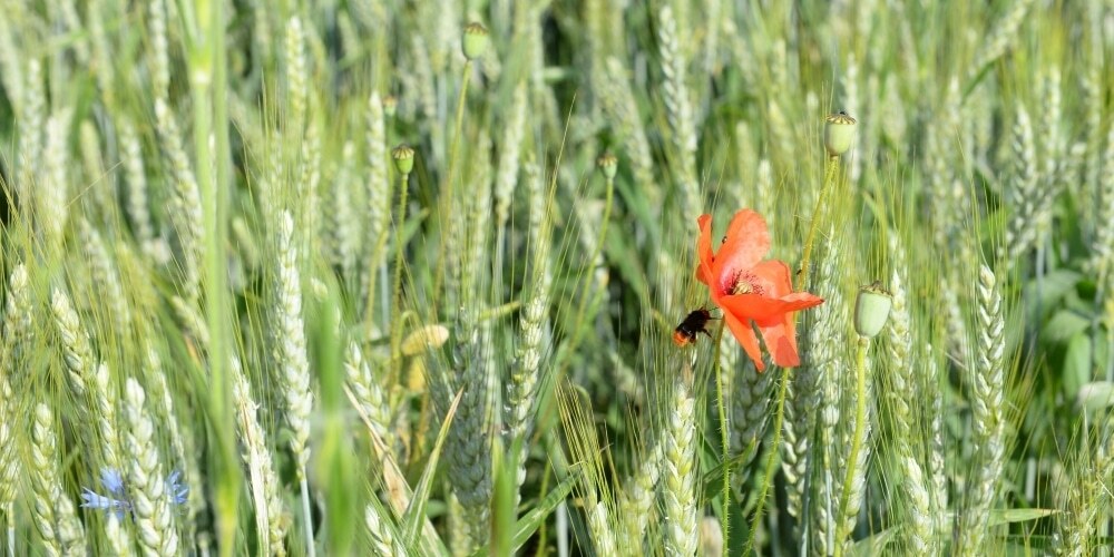 Foto: Wildbiene fliegt zu einer Mohnblume im Getreidefeld,