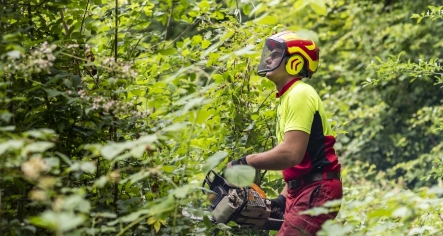 Forstwart mit Motorsäge bei der Pflege des Waldes.