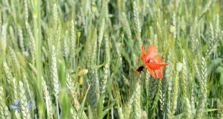 Mohnblume im Getreidefeld mit Wildbiene und kleinen, schwarzen Käfern.