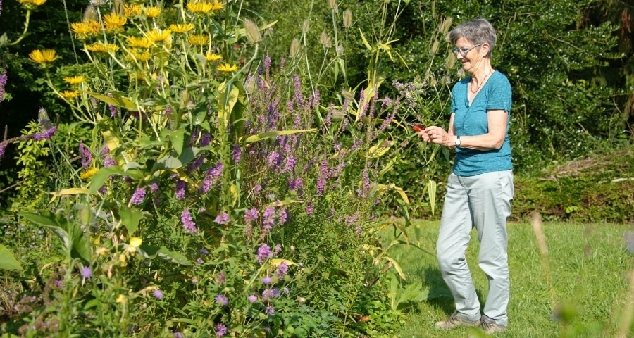 Heilkräuter- und Teegarten mit Lavendel, Königskerze und Wilder Malve. Hier finden viele Schmetterlinge Nahrung.