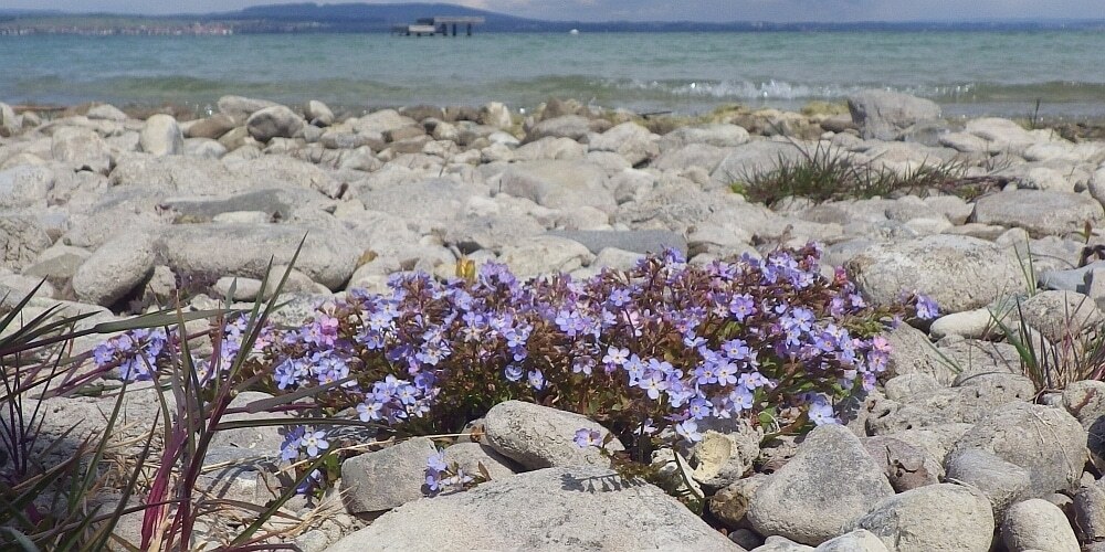 Blau blühendes Bodenseevergissmeinnicht am Ufer des Bodensees mit Wellen im Hintergrund.