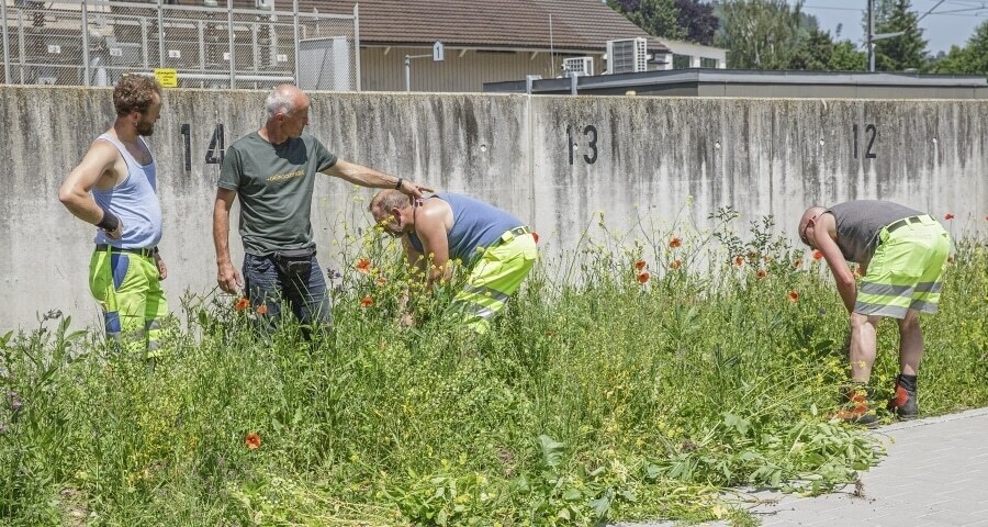 Werkhof-Mitarbeiter jäten eine Ruderalfläche, die voller Wildblumen ist.