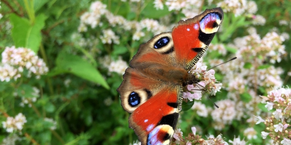 Schmetterling auf Oreganblüte (Tagpfauenauge)