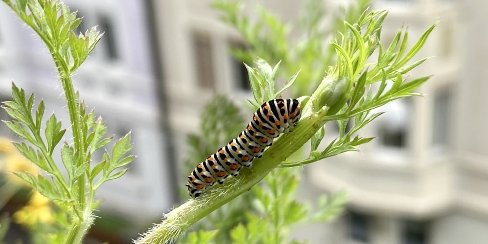 Farbenfrohe Raupe des Schwalbenschwanzes auf Wilder Möhre.