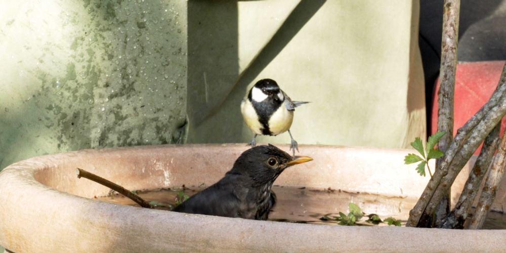 Amsel badet in Wasser, während Meise auf dem Rand des Gefässes sitzt.