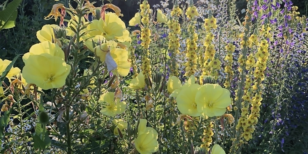 Die grossen, gelben Blüten der Nachtkerze.