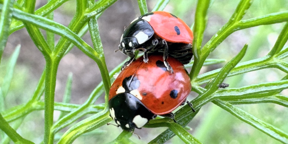 Siebenpunkt-Marienkäfer bei der Paarung.