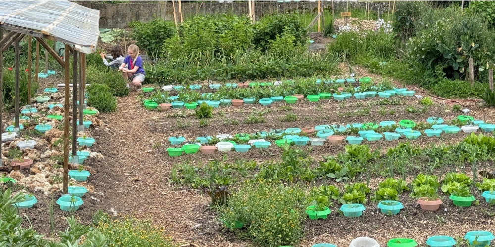 Schneckenschutzkragen rund um Setzlinge in einem Gemüsegarten.