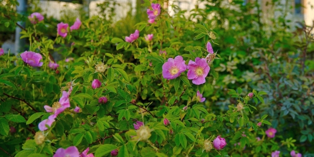 Leuchtend pinke Blüten einer Wildrose.