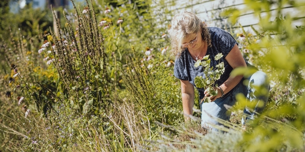 Frau arbeitet im Kräutergarten. Im Hintergrund sind verblühte Köngiskerzen sichtbar.