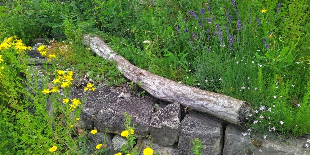 Dekorative Kombination von Johanniskraut, Lavendel und Lein in einem Naturgarten.