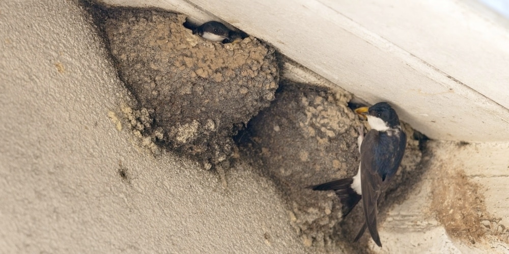 Mehlschwalben an ihren selbst gebauten Nester aus Lehm.