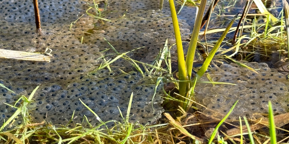 Froschlaich in einem Teich.