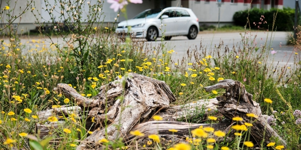 Ruderalfläche am Strassenrand, es blühen viele Blumen