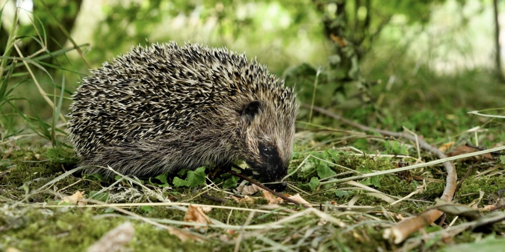 Igel