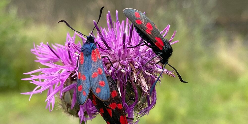 Falter mit roten Punkten auf schwarzen Flügeln sitzt auf einer Blüte