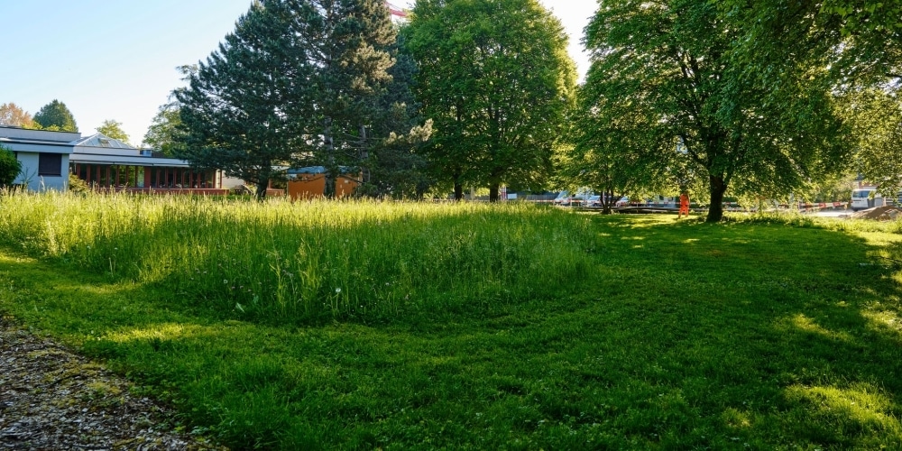 Wiese, die nur zur Hälfte gemäht wurde