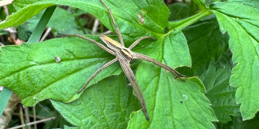 Spinne auf Blatt