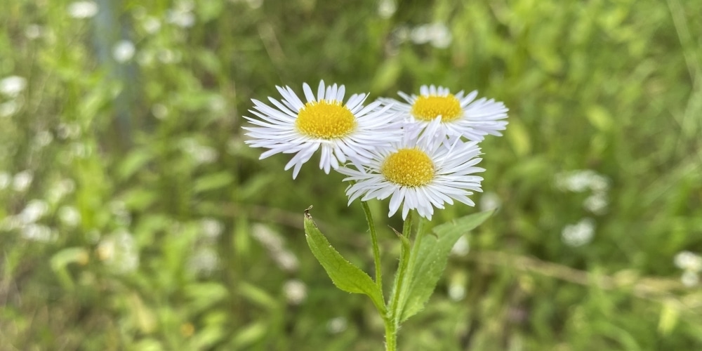 Blüten des Berufkrauts