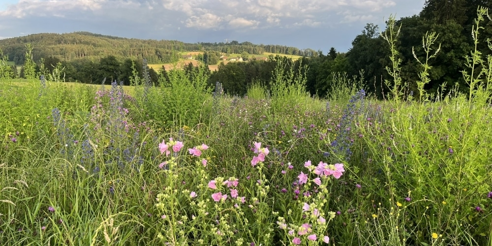 Brache mit Natternkopf, Honigklee und Malven