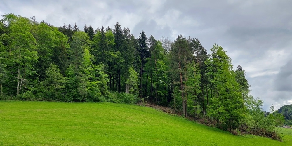 Waldrand mit einer Bucht, worin die Bäume geschlagen wurden