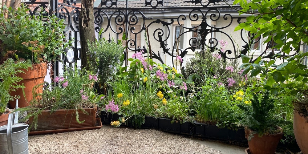 Balkon mit verschiedenen Küchenkräutern und blühenden Wildpflanzen in Töpfen