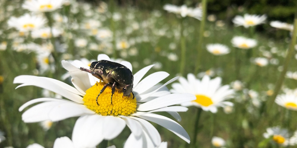 Rosenkäfer auf Margerite