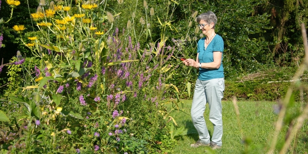 Frau pflückt in ihrem Naturgarten einen Blumenstrauss 