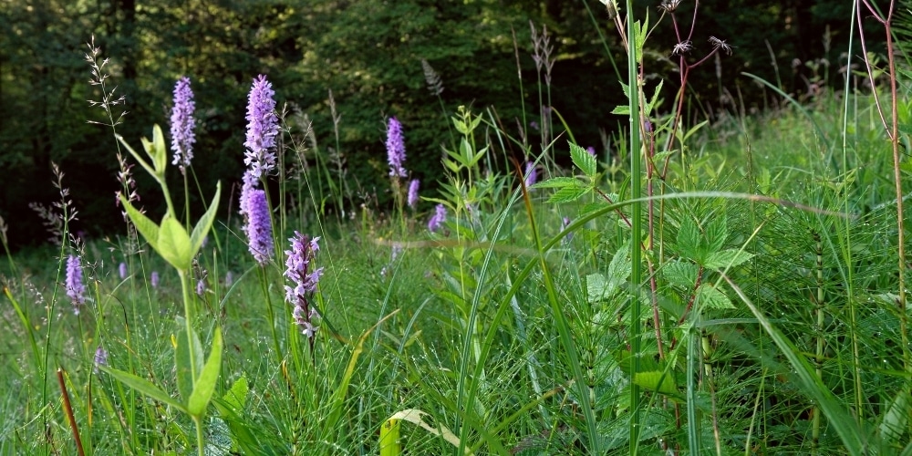 Orchideen auf einer Streuwiese