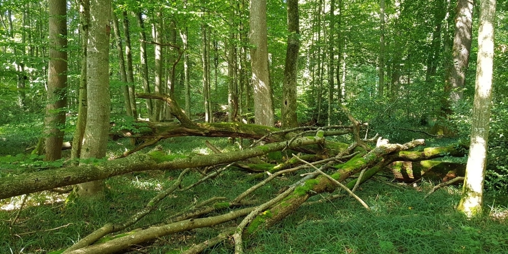 Liegendes Totholz in einer Altholzinsel