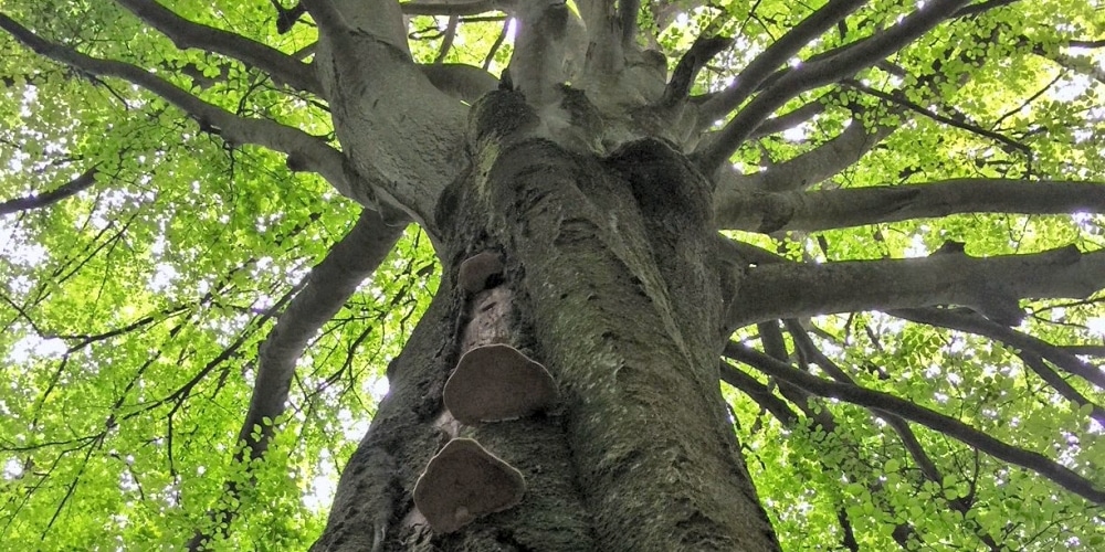 Habitatbaum mit dickem Stamm, aus welchem Pilze wachsen