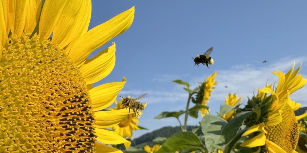 Eine Wildbiene und eine Honigbiene im Anflug auf eine Sonnenblume.