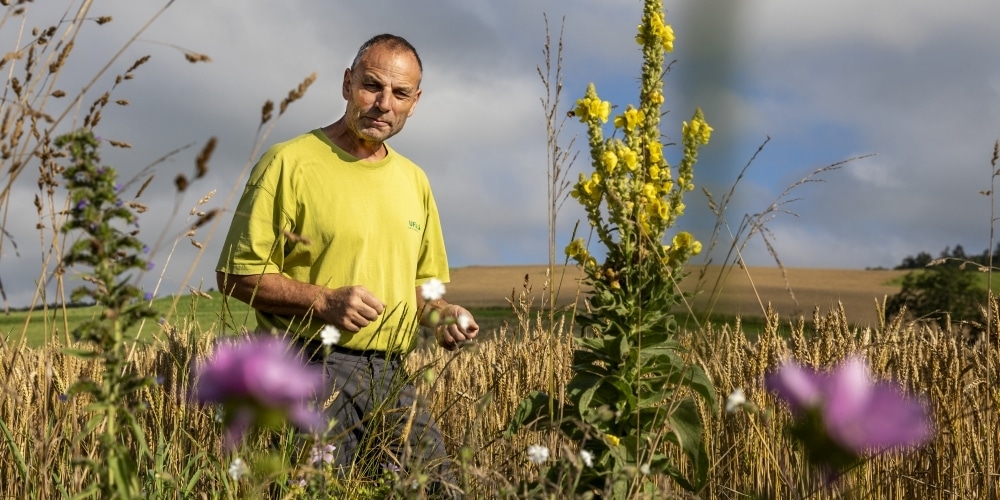 Landwirt im Getreidefeld neben einer Buntbrache, in welcher Wilde Malven und Königskerzen wachsen.