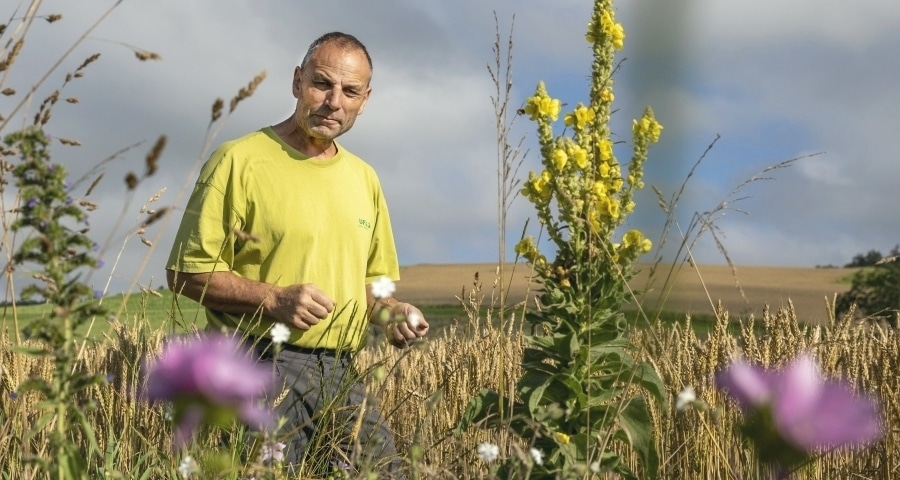 Landwirt im Getreidefeld neben einer Brache