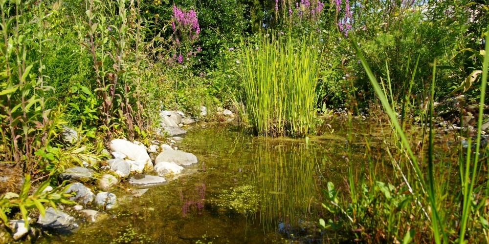 Teich mit Blutweiderich und weiteren einheimischen Pflanzen am Ufer