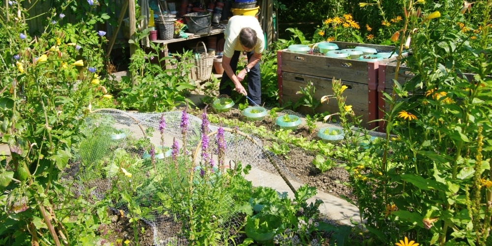 Gemüsegarten mit Wildblumen