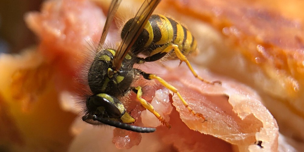 Eine Wespe frisst Fleisch vom Tisch